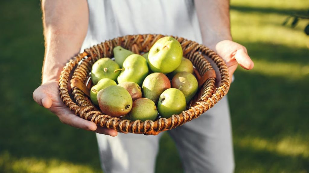 A person holding a basket filled with fresh green pears in a sunny outdoor setting. Ideal for health and lifestyle imagery.